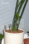 Sanse_trifasciata_003.jpg (148501 Byte)