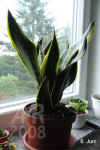 Sanse_trifasciata_L001.jpg (186790 Byte)