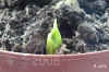 Sanse_trifasciata_L002.jpg (143345 Byte)