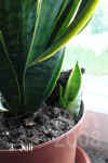 Sanse_trifasciata_L004.jpg (146033 Byte)