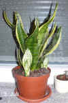 Sanse_trifasciata_L005.jpg (178570 Byte)