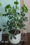 Schef_arboricola_var.A001.JPG (177913 Byte)