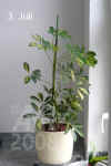 Schef_arboricola_var.A002.JPG (146336 Byte)