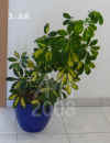 Schef_arboricola_var.M001.JPG (181177 Byte)
