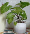 Syngo_podophyllum_gr002.jpg (310365 Byte)