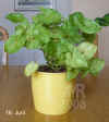 Syngo_podophyllum_hg001.jpg (237987 Byte)