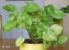 Syngo_podophyllum_hg002.jpg (185155 Byte)