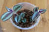 Trade_zebrina_P001.jpg (173177 Byte)