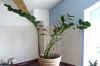 Zamio_zamiifolia001.jpg (145564 Byte)